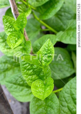 Ceylon spinach or basella rubra linn 108547528