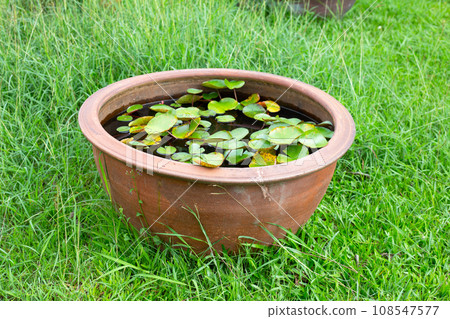 Beautiful water lily. Lotus water plant in a pot 108547577