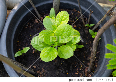 Ceylon spinach or basella rubra linn 108547591