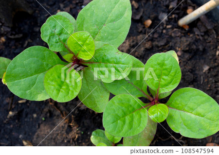 Ceylon spinach or basella rubra linn Ceylon spinach or basella rubra linn 108547594