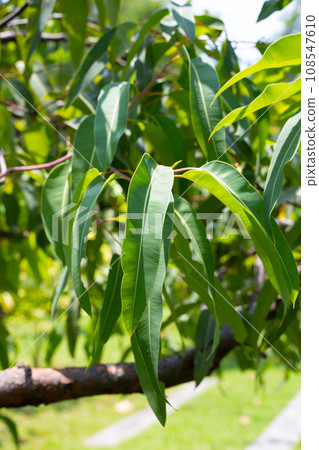 Eucalyptus tree in the park 108547610
