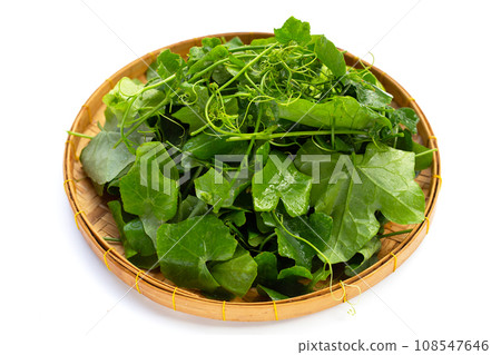 Lvy Gourd leaves on white background. 108547646