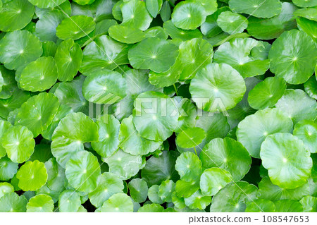 Fresh green centella asiatica leaves 108547653