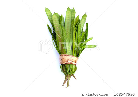Leucaena leucocephala isolated on white background Leucaena leucocephala isolated on white background 108547656