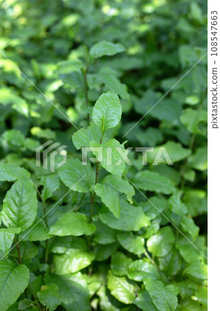Green leaves of ceylon leadwort, doctorbush herb plant Green leaves of ceylon leadwort, doctorbush herb plant 108547663