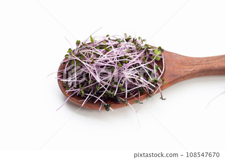 Organic red cabbage sprouts on white background. Organic red cabbage sprouts on white background. 108547670