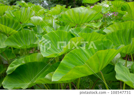 Taro garden, taro planting plot 108547731
