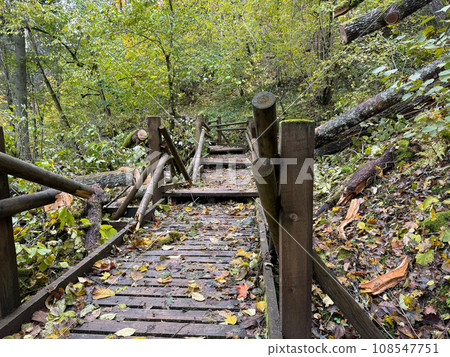 Damage on a nature trail. Broken and knocked down trees. Disaster 108547751