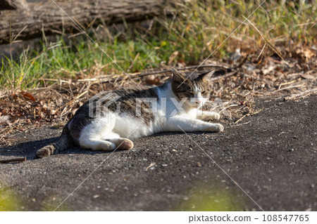 A cat lying in the woods A cat lying in the woods 108547765
