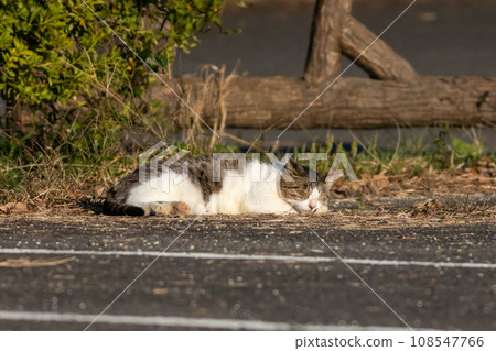 A cat lying in the woods 108547766