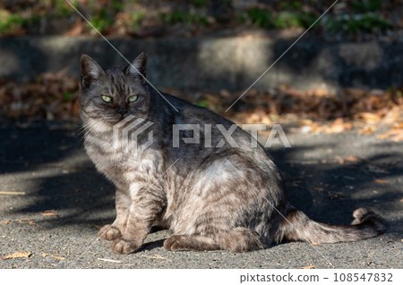 Hidamari no Cat Hidamari no Cat 108547832