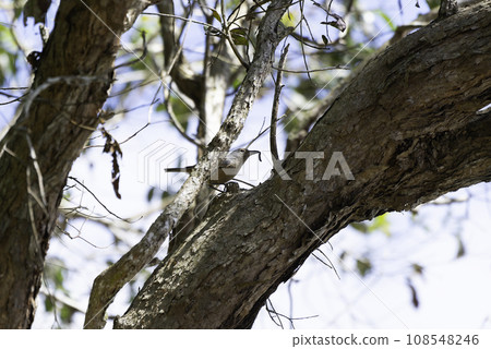 A black-bellied shrike that caught an insect 108548246