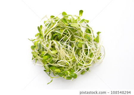 Sunflower Sprout on white background. 108548294