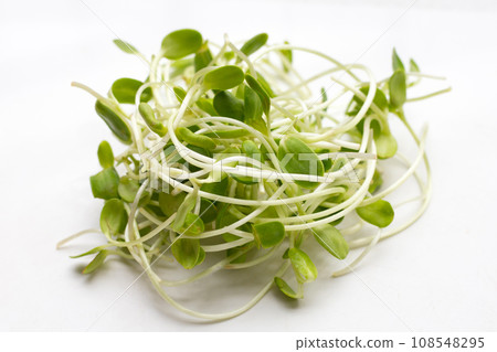 Sunflower Sprout on white background. Sunflower Sprout on white background. 108548295