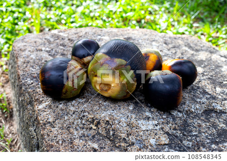 Toddy palm fruit or palmyra palm 108548345