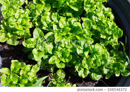 Brazilian Spinach plant in a pot Brazilian Spinach plant in a pot 108548372