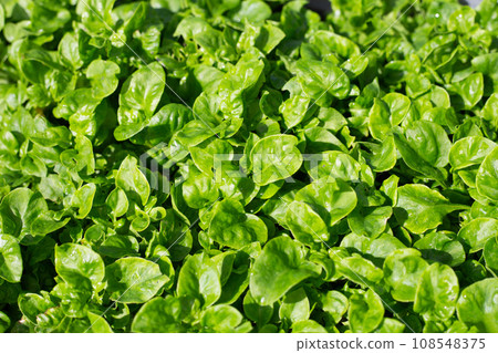 Brazilian Spinach plant in a pot Brazilian Spinach plant in a pot 108548375