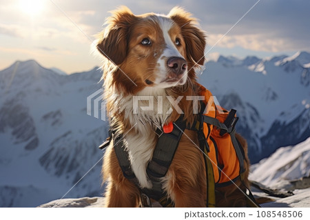 Rescue dog in the mountains AI 108548506