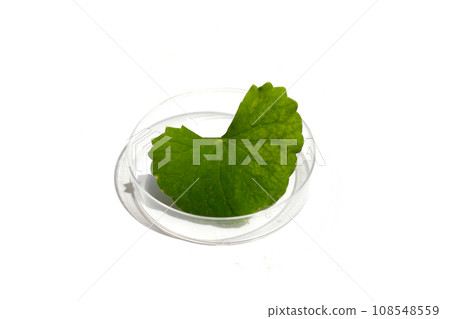 Fresh leaf of gotu kola in petri dishes on white background. Fresh leaf of gotu kola in petri dishes on white background. 108548559