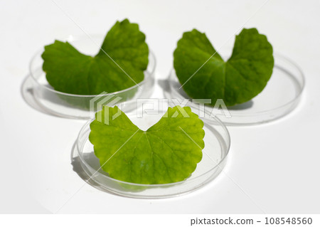 Fresh leaves of gotu kola in petri dishes on white background. Fresh leaves of gotu kola in petri dishes on white background. 108548560