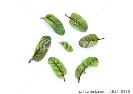 Fresh swiss chard leaves. Baby leaf swiss chard 108548586