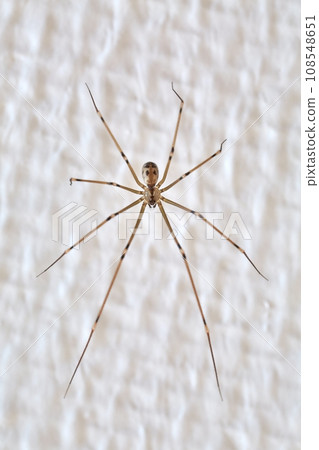 Spider on the wall Spider on the wall 108548651