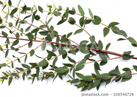 Green leaves of eucalyptus on white Green leaves of eucalyptus on white 108548726