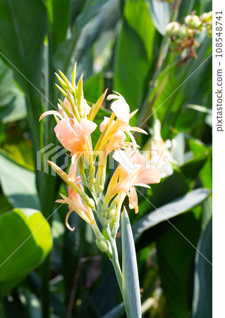 Beautiful canna flower with green leaves in the garden 108548741