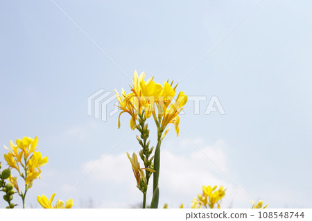 Beautiful canna yellow flower with blue sky Beautiful canna yellow flower with blue sky 108548744