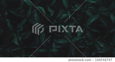 Green leaves background.Green leaves color tone dark in the morning.Tropical Plant in Thailand,environment,good air,fresh.photo concept nature and plant. 108548747