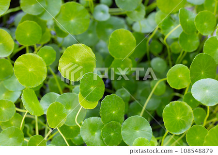 Fresh green centella asiatica plant 108548879