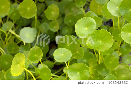 Fresh green centella asiatica plant 108548882