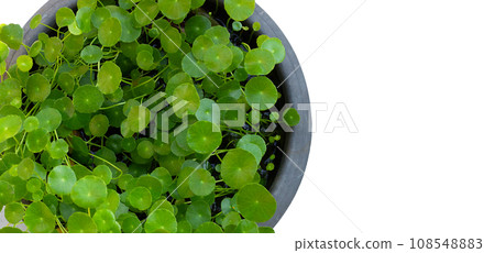 Fresh green centella asiatica plant 108548883