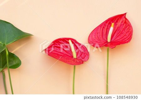 Flamingo flower or pigtail anthurium 108548930