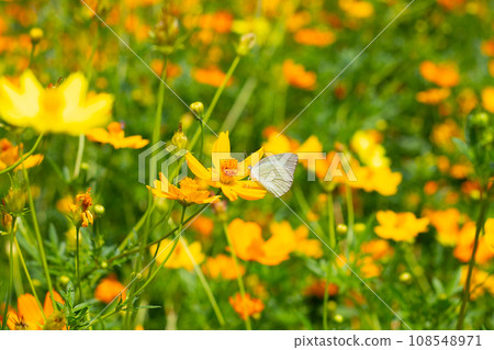 Butterfly with sulfur cosmos or yellow cosmos flower. Butterfly with sulfur cosmos or yellow cosmos flower. 108548971