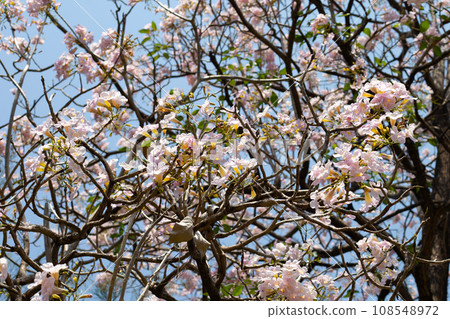 Trumpet Tree, Pink Poui, New World Trumpet, Rosy Trumpet Trumpet Tree, Pink Poui, New World Trumpet, Rosy Trumpet 108548972