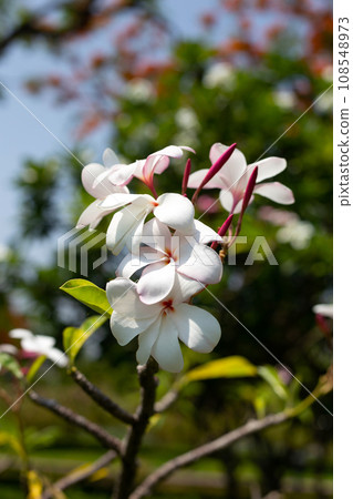 Plumeria or frangipani flower. Tropical tree Plumeria or frangipani flower. Tropical tree 108548973