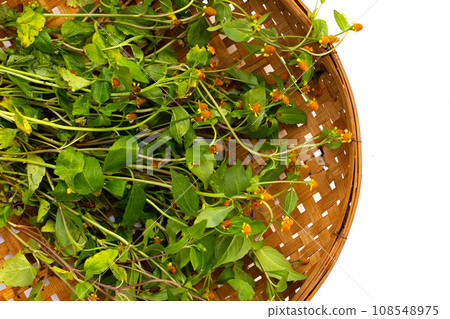 Yellow flower with green leaves of acmella oleracea or toothache plant on white background Yellow flower with green leaves of acmella oleracea or toothache plant on white background 108548975