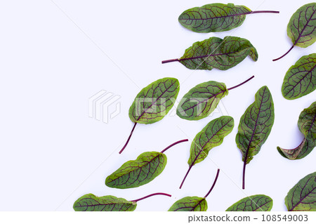 Red-veined sorrel on white background. 108549003