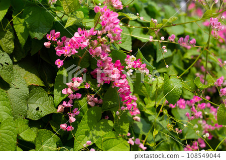 Mexican creeper, Chain of love flower, Coral vine. Mexican creeper, Chain of love flower, Coral vine. 108549044