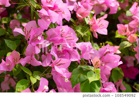 Beautiful bougainvillea flowers with green leaves 108549092