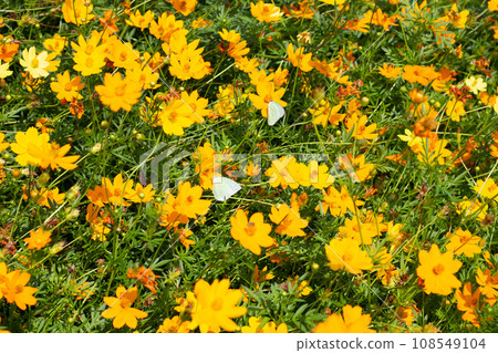 Butterfly with sulfur cosmos or yellow cosmos flower. 108549104
