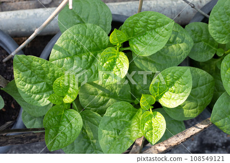 Ceylon spinach or basella rubra linn Ceylon spinach or basella rubra linn 108549121