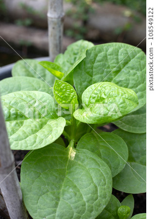Ceylon spinach or basella rubra linn 108549122