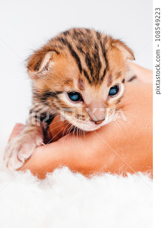 A kitten in the hands of a girl. On the palms is a small cute kitten.Two week old small newborn bengal kitten on a white background.Close-up.Cute bengal. A kitten in the hands of a girl. On the palms is a small cute kitten.Two week old small newborn bengal kitten on a white background.Close-up.Cute bengal. 108549223