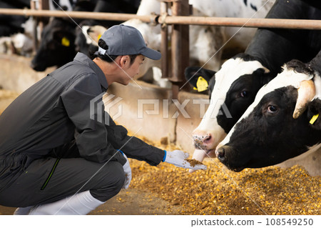酪農飼養乳牛 108549250