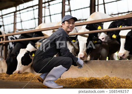 Dairy farmer raising cows 108549257