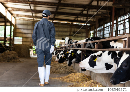 Dairy farmer raising cows Dairy farmer raising cows 108549271