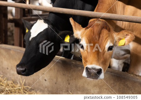 牛在穀倉裡吃啤酒糟 牛在穀倉裡吃啤酒糟 108549305