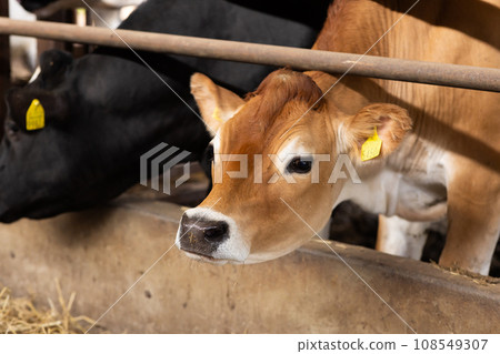 牛在穀倉裡吃啤酒糟 108549307